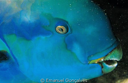 Scarus gibbus (Steepheaded parrotfish), Aboukifan (Panora... by Emanuel Gonçalves 