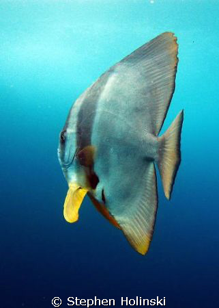 Batfish on safety stop after a dive in South West Rocks, ... by Stephen Holinski 