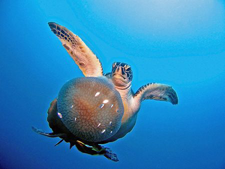 Turtle with value meal - tioman deeparaya by Paul Ng 