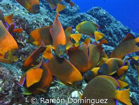 Clarion angelfish. Endemic and beautiful angelfish from R... by Ramón Domínguez 