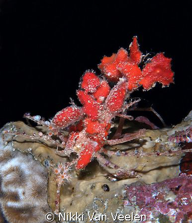 Sponge carrier taken on a night dive at Sharksbay with E300. by Nikki Van Veelen 