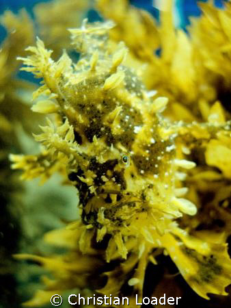 Sargassum Anglerfish - Maldives, December 2007. by Christian Loader 