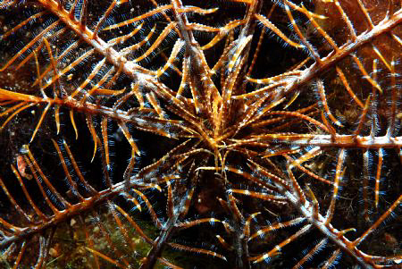 taken with Nikon D80 and a 60mm macro lens. by Andy Kutsch 