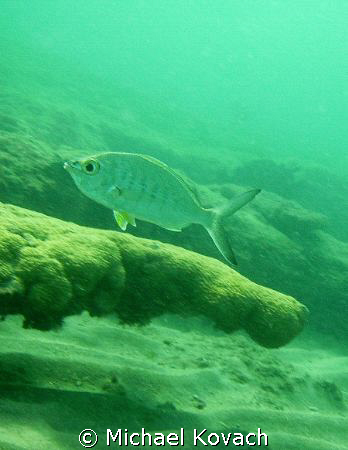 Mottled Mojarra on the inside reef at Lauderdale by the S... by Michael Kovach 