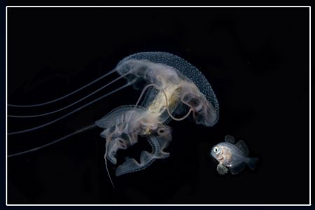 Jellyfish with a friend by Dejan Sarman 