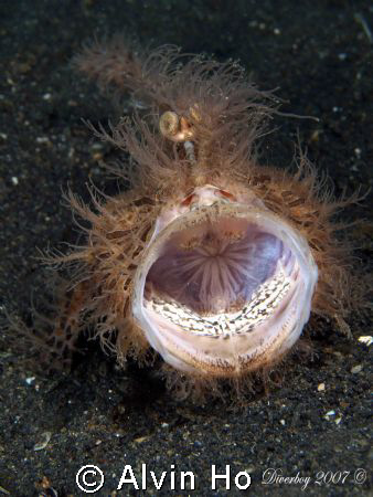 Yawning Hairy Frogfish @ TK III, Lembeh Straits. Taken us... by Alvin Ho 