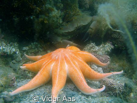 Sunstar and crab by Vidar Aas 