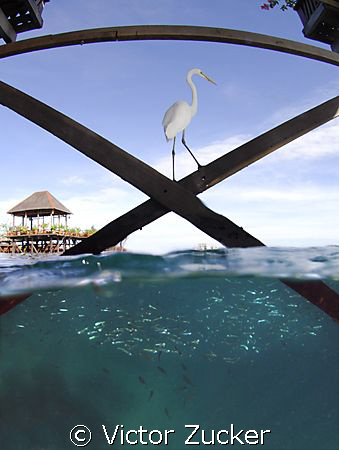 lunch buffett by Victor Zucker 