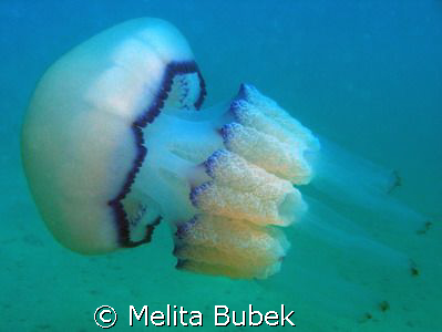 big Rhizostoma pulmo (botte di mare), Oly SP 350, Oly hou... by Melita Bubek 