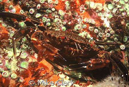 Vivid velvet backed swimming crab surrounded by orange sp... by Mike Clark 