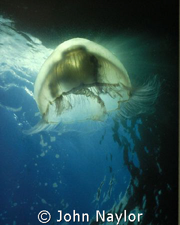 Common jelly Nik 3 20mm lense into sun St.Abbs. by John Naylor 