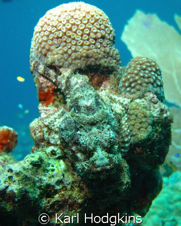 I just love the scopion fish, making hiding an art form by Karl Hodgkins 