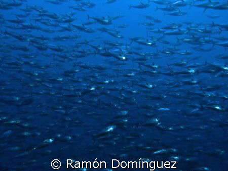 A Silky shark´s dream. A school of skipjack tuna. by Ramón Domínguez 