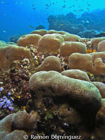 Coral reef in Cabo San Lucas. by Ramón Domínguez 