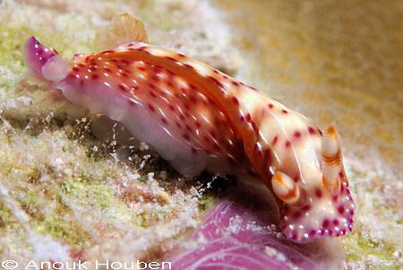 Hypselodoris maculosa. Picture taken in Maldives. by Anouk Houben 