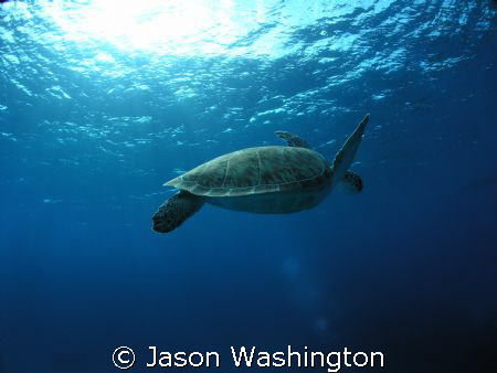 Green Sea Turtle by Jason Washington 