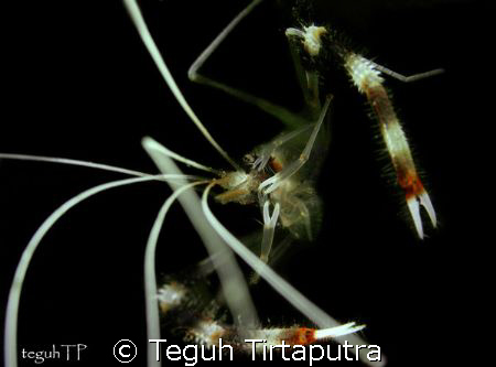 (Stenopus hispidus) Boxer shrimp...taken at Bunaken, Mana... by Teguh Tirtaputra 
