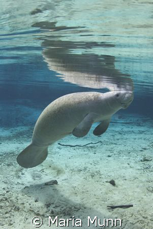 Manatee in Florida.  These guys are just soooooo cute! by Maria Munn 
