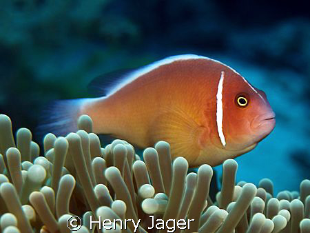 Pink Anemonefish (Olympus E330, Macro lens 50mm) by Henry Jager 