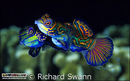 Spawning of the Splendidus

Mandarinfish in mid egg rel... by Richard Swann 