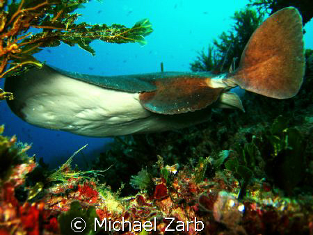 A really friendly and showy ray spotted in Sliema, Malta.... by Michael Zarb 