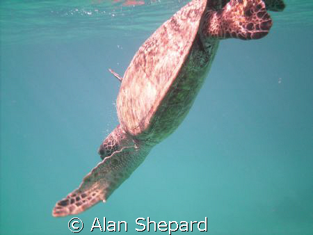 Makin Bubbles in H-Bay, Oahu.  by Alan Shepard 