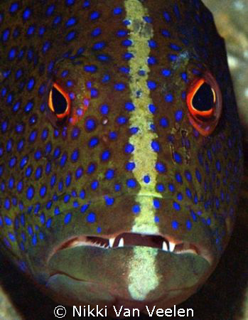 Grouper face taken at Marsa Bareika, Ras Mohamed Park wit... by Nikki Van Veelen 