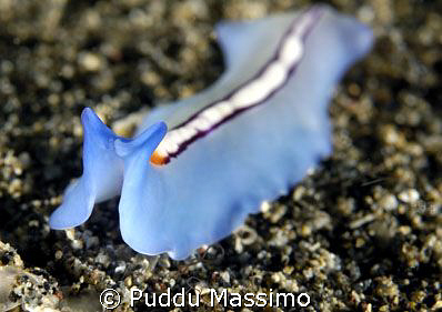 lembeh strait,nikon d2x 60mm macro by Puddu Massimo 