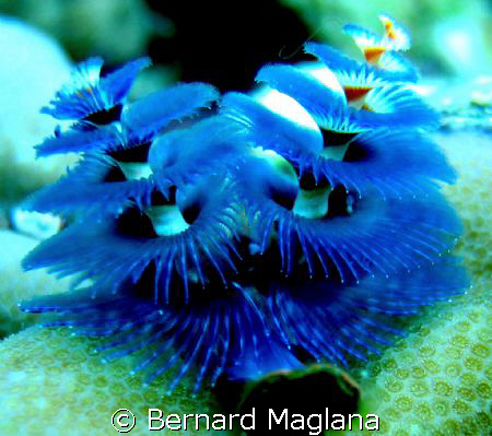 EVERPRESENT/You will see this creatures yearound, no wond... by Bernard Maglana 