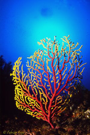 A red gorgonia (Paramuricea clavata) photographed at the ... by Fabrizio Frixa 