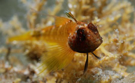 Nikon D80 60mm Macro Lens by Andy Kutsch 