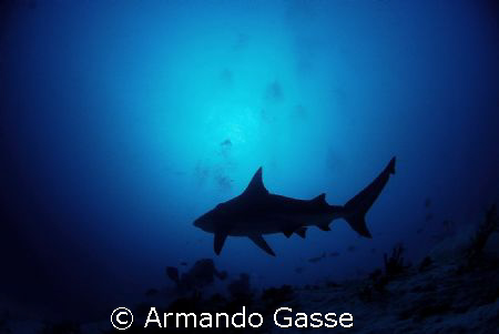Bull shark at Dusk by Armando Gasse 