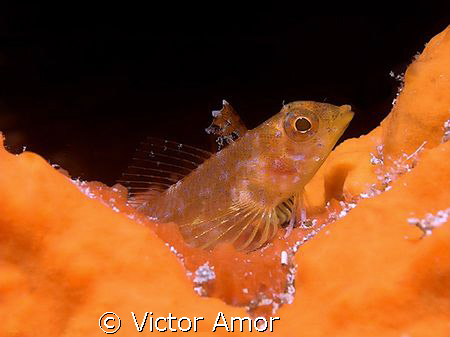 Orange World by Victor Amor 