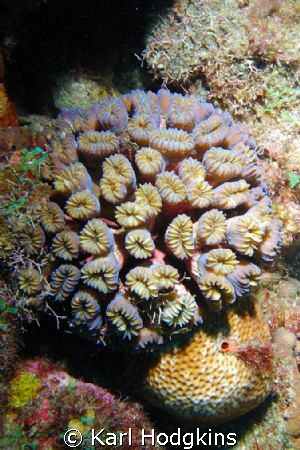 Coral at it best by Karl Hodgkins 