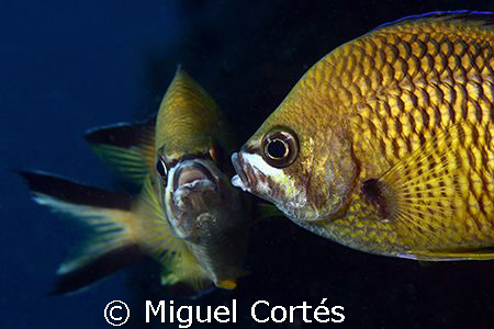 Kiss me.....please!
(I used a mirror to take this photo.... by Miguel Cortés 