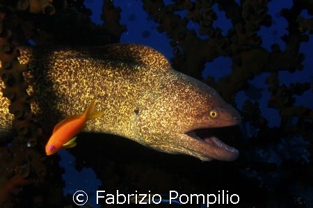  "ooh settete!!!!!!!!!!!!"
olympus sp 350 + nikonos sb 105 by Fabrizio Pompilio 