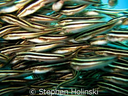 Right in the middle of the school. In shallow water, this... by Stephen Holinski 