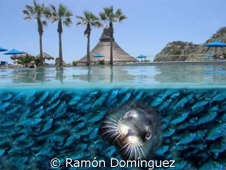 Life happens underwater by Ramón Domínguez 