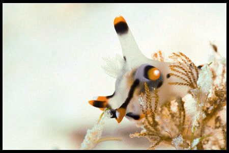 Mabul nudi in Stingray City. by Soren Egeberg 