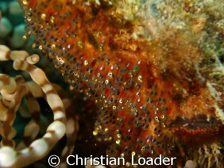 Clark's Anemonefish eggs - fully developed. They hatched ... by Christian Loader 