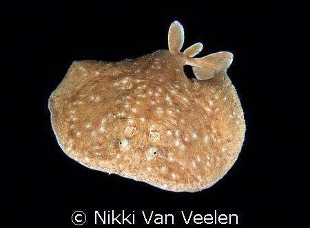 Torpedo ray taken far away from the reef at Ras Umm Sid o... by Nikki Van Veelen 