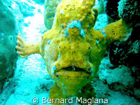 MY TURN/Sometimes these creatures behave like human. by Bernard Maglana 