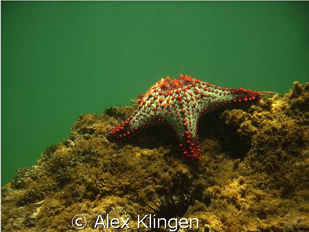 Waiting to be photographed. Sea of Cortez, Loreto, Mexico... by Alex Klingen 