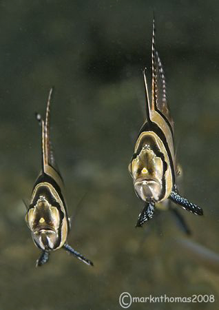 Banggai Cardinalfish.
Lembeh Straits.
60mm. by Mark Thomas 