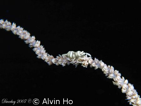 Whip Coral Shrimp taken at Bangka Islands with Olympus E-... by Alvin Ho 