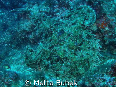 find me by Melita Bubek 