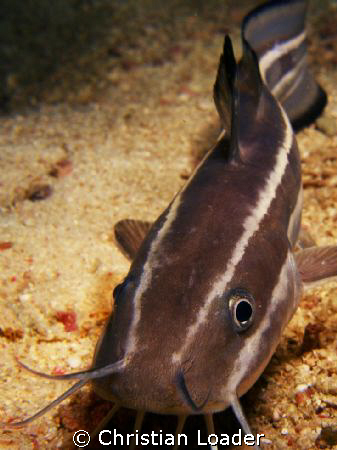 Striped Eel Catfish - saying hello to my camera on a nigh... by Christian Loader 