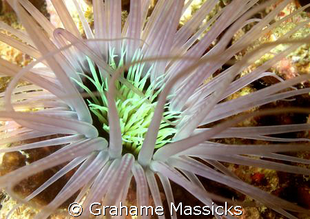 Shot on my Olympus 5060, off the beach at Salang, Tioman ... by Grahame Massicks 