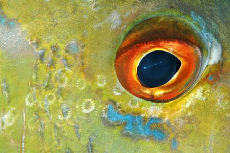 Eye Study, Snapper. by David Heidemann 