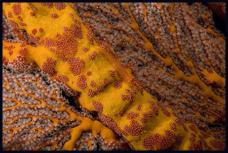 Gorgonian goby by Dejan Sarman 